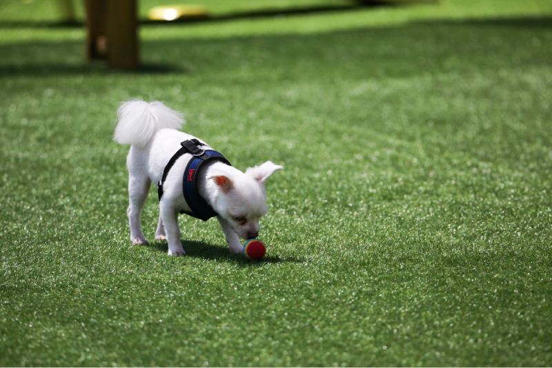 Cachorro y pelota en cesped artificial