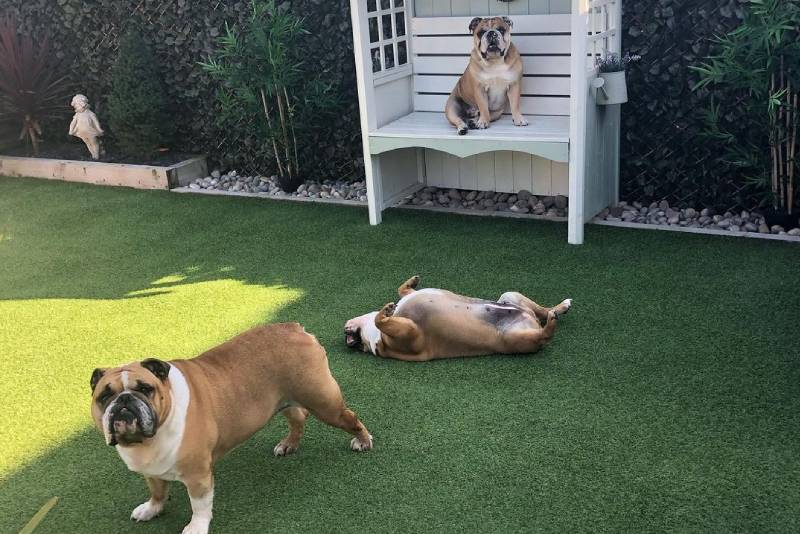 Cachorros jugando en cesped artificial