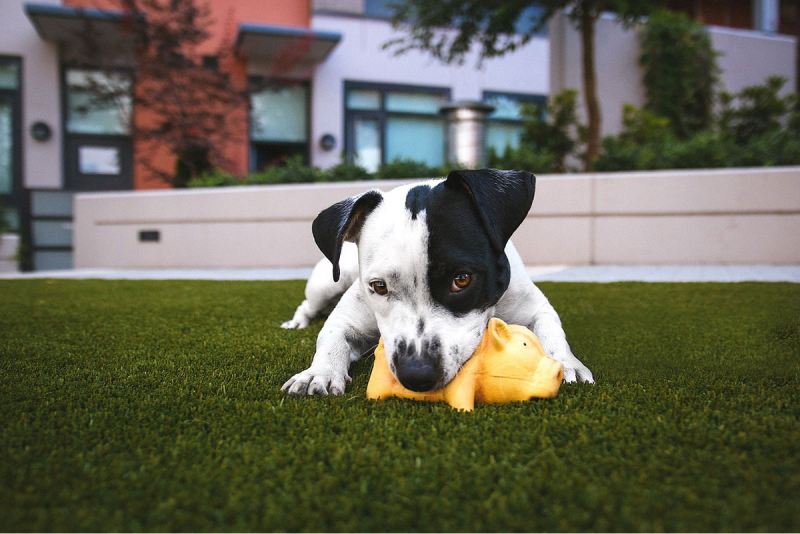 Cachorro jugando con un juguete sobre césped artificial