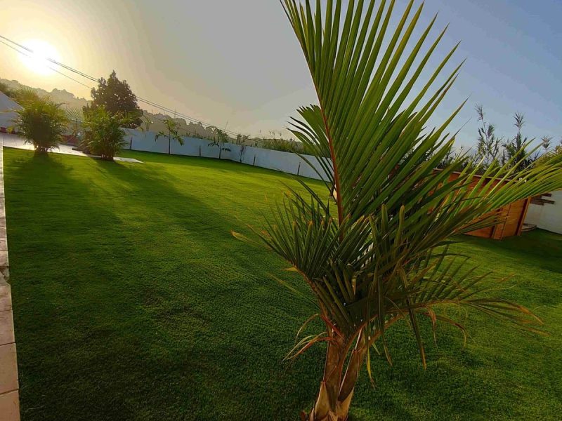cesped piscina palmera